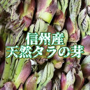 ①信州産 天然タラの芽 M～Ｌ350g以上