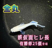 【金丸】鉄仮面ヒレ長 メダカ上物 有精卵 25個+α_画像1