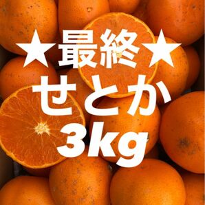 愛媛県産 みかん 高級柑橘 せとか 箱別3kg 発送 柑橘 ミカン 果物