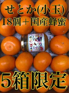 愛媛県産 みかん 小玉 せとか ＋国産蜂蜜 コンパクトBOX 柑橘 ミカン 果物