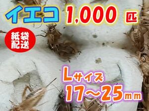 ヨーロッパイエコオロギ イエコ Lサイズ 15mm～20mm 紙袋配送 1000匹 生餌 死着保証10% 爬虫類 両生類 トカゲ カエル [3711:gopwx2]