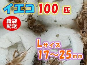 ヨーロッパイエコオロギ イエコ Lサイズ 15mm～20mm 紙袋配送 100匹 生餌 死着保証10% 爬虫類 両生類 トカゲ カエル [3706:gopwx2]