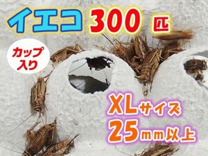 ヨーロッパイエコオロギ イエコ 成虫 XL サイズ 20mm以上 カップ入り 300匹 生餌 死着保証10% 爬虫類 両生類 トカゲ カエル [3684:gopwx2]