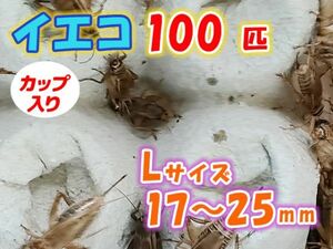 ヨーロッパイエコオロギ イエコ Lサイズ 15mm～20mm カップ入り 100匹 生餌 死着保証10% 爬虫類 両生類 トカゲ カエル [3676:gopwx2]