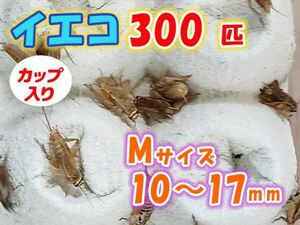 ヨーロッパイエコオロギ イエコ Mサイズ 10mm～15mm カップ入り 300匹 生餌 死着保証10% 爬虫類 両生類 トカゲ カエル [3672:gopwx2]