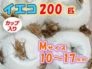 ヨーロッパイエコオロギ イエコ Mサイズ 10mm～15mm カップ入り 200匹 生餌 死着保証10% 爬虫類 両生類 トカゲ カエル [3671:gopwx2]