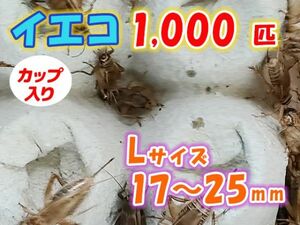 ヨーロッパイエコオロギ イエコ Lサイズ 15mm～20mm カップ入り 1000匹 生餌 死着保証10% 爬虫類 両生類 トカゲ カエル [3681:gopwx]