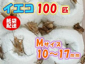 ヨーロッパイエコオロギ イエコ Mサイズ 10mm～15mm 紙袋配送 100匹 生餌 死着保証10% 爬虫類 両生類 トカゲ カエル [3700:gopwx]