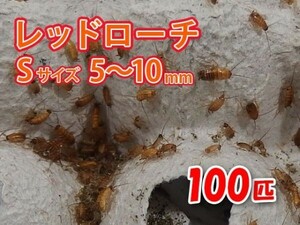 レッドローチ S サイズ 5～10mm 100匹 紙袋配送 生餌 爬虫類 両生類 肉食熱帯魚 生体 アクアリウム エサ 活餌 [3068:gopwx]