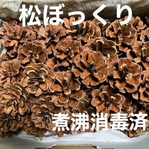 松ぼっくり☆明るい茶色☆煮沸消毒済