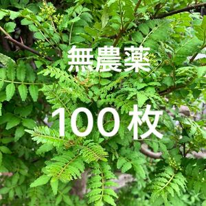 山椒の葉　無農薬　100枚