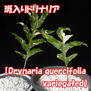 [2 stock set sale ]. entering dolina rear [Drynaria quercifolia variegated]sida