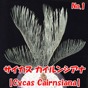 【サイカス カイルンシアナ】Cycas Cairnsiana　ブルーリーフ★ソテツ★塊根植物　コーデックス★　CITES証明書付　No.1