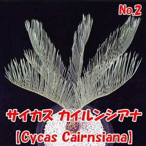 【サイカス カイルンシアナ】Cycas Cairnsiana　ブルーリーフ★ソテツ★塊根植物　コーデックス★　CITES証明書付　No.2