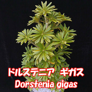 【大株】ドルステニア　ギガス【Dorstenia gigas】★実生★サボテン★多肉植物　No.1