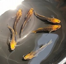 【竜章鳳姿メダカ】 ＊テヘロ若魚3ペア_画像2