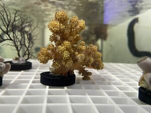【サンゴ】トサカ　カラー：ノーマル　フラグ6センチ