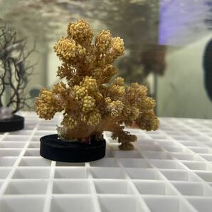 【サンゴ】トサカ カラー：ノーマル フラグ6センチの画像1