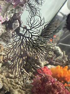 [ coral ]isobana black 7 centimeter 
