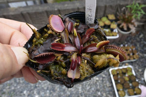 【食虫植物】　Dionaea muscipula Kyoto Red 京都レッド