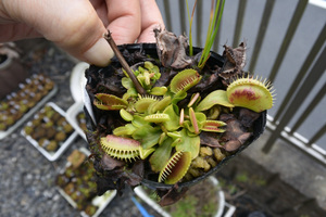 【食虫植物】　Dionaea muscipula Suzuki 鈴木系