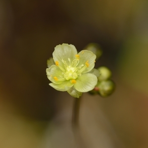 【食虫植物】 珍しい花色！Drosera binata Yellow Flower 黄花の画像3