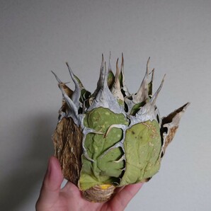 【アガベ オアハカ オテロイ WILD】 ワイルド agave oaxaca oteroi lbの画像1