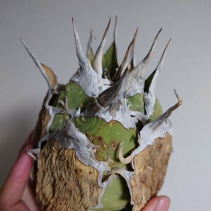 【アガベ オアハカ オテロイ WILD】 ワイルド agave oaxaca oteroi lbの画像5