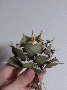 【アガベチタノタ 烈焔 】agave titanota アガベ チタノタ LB