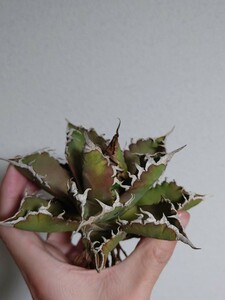 【アガベチタノタ 狂刺夕映 】3 agave titanota アガベ チタノタ LB ソーラーエクリプス 夕映