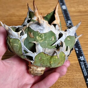 【アガベ オアハカ オテロイ WILD】 ワイルド agave oaxaca oteroi lbの画像4