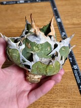 【アガベ オアハカ オテロイ WILD】 ワイルド agave oaxaca oteroi lb_画像4