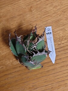  первоклассный [ агава chitanotadennis020] agave titanota LBP