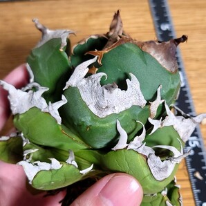 極上【アガベ チタノタ dennis039】agave titanota LBPの画像7