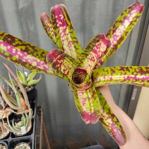 ネオレゲリア マルモラータバリエガータ A（neoregelia marmorata variegata）の画像5