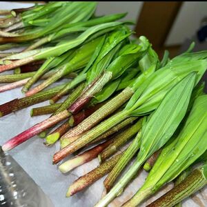 アイヌネギ　行者にんにく