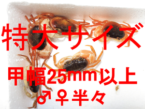 宮崎県産 天然沢蟹(サワガニ) 10匹(+保険2匹 計12匹) 特大サイズ(甲羅の横幅25mm以上) ♂♀半々