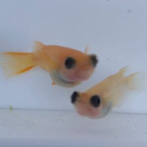 【元気めだ係CO.】☆出目パンダメダカ ☆成魚10匹 ♂♀混じり ☆体長約2.5㎝ ☆写真同等個体選別（現物出品ではありませんが好評です）の画像5