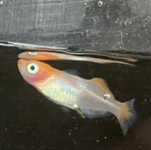 【元気めだ係CO.】☆紅銀メダカ☆成魚☆2ペア＋１☆５匹☆丈夫な屋外飼育個体です☆写真同等個体を選別します_画像3