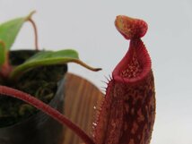 N.palawanensis BE-3651 × N.hurrelliana #1 2022-HIPS-012 2号【現品限り】ネペンテス 食虫植物_14877_画像1