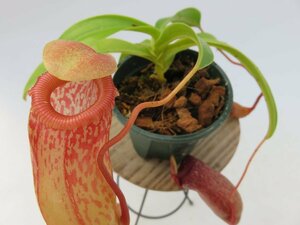 N.(ventricosa × sibuyanensis)-giant × burkei EPH-3-88-2 2.5号【現品限り】ネペンテス 食虫植物_14924