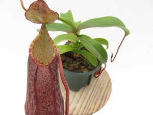 N.diatas NE-92 × N.spectabilis (BE-3177) 2.5号【現品限り】ネペンテス 食虫植物_15023