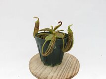 N.piatychila Carnivrous And More 3号【現品限り】ネペンテス 食虫植物_15025_画像4