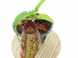 N.aristolochioides × burkei BE-3832 2.5号【現品限り】ネペンテス 食虫植物_15021