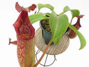 N.maxima (BE-3067) × N.[veitchii(No.2) × (lowii × ventricosa )] 3号【現品限り】ネペンテス 食虫植物_15069