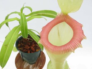 【期間限定＼ＧＷセール♪／】N.ventricosa 在来系　No.1 3.5号【現品限り】ネペンテス 食虫植物_14842