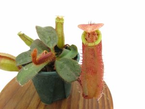 【期間限定＼ＧＷセール♪／】N.peltata BE-3464 × N.veitchii bario Y's 2号【現品限り】ネペンテス 食虫植物_14868