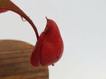 【期間限定＼ＧＷセール♪／】N.viking × ampullaria Thai 2号【現品限り】ネペンテス 食虫植物_14902_画像1