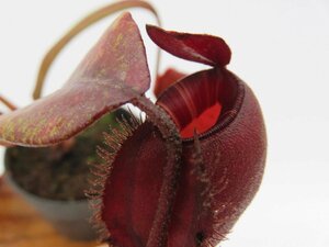 【期間限定＼ＧＷセール♪／】N.viking × ampullaria Thai 2.5号【現品限り】ネペンテス 食虫植物_14897