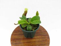 【期間限定＼ＧＷセール♪／】N.truncata (e )red × red× N.edwardsiana Tambuyukon #14 2号【現品限り】ネペンテス 食虫植物_14894_画像3